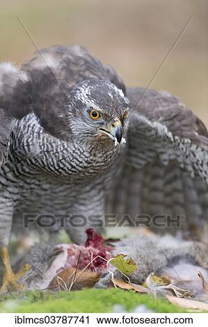 "Northern Goshawk (Accipiter gentilis) with prey, rabbit, Baden-Wurttemberg, Germany, Europe" View Large Photo Image Stock Image - "Northern Goshawk (Accipiter gentilis) with prey, rabbit, Baden-Wurttemberg, Germany, Europe". Fotosearch