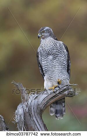 "Northern Goshawk (Accipiter gentilis), Baden-Wurttemberg, Germany, Europe" View Large Photo Image Stock Image - "Northern Goshawk (Accipiter gentilis), Baden-Wurttemberg, Germany, Europe". Fotosearch