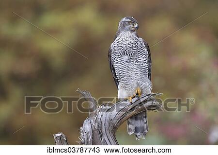 "Northern Goshawk (Accipiter gentilis), Baden-Wurttemberg, Germany, Europe" View Large Photo Image Stock Image - "Northern Goshawk (Accipiter gentilis), Baden-Wurttemberg, Germany, Europe". Fotosearch
