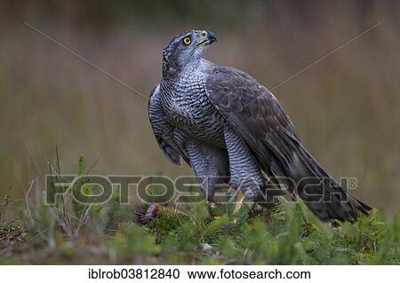 "Northern Goshawk (Accipiter gentilis) with a captured squirrel, Czech Republic, Europe" View Large Photo Image Stock Image - "Northern Goshawk (Accipiter gentilis) with a captured squirrel, Czech Republic, Europe". Fotosearch