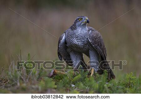 "Northern Goshawk (Accipiter gentilis) with a captured squirrel, Czech Republic, Europe" View Large Photo Image Stock Image - "Northern Goshawk (Accipiter gentilis) with a captured squirrel, Czech Republic, Europe". Fotosearch