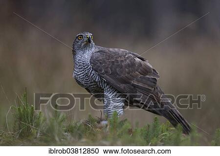 "Northern Goshawk (Accipiter gentilis) with prey, Czech Republic, Europe" View Large Photo Image Stock Image - "Northern Goshawk (Accipiter gentilis) with prey, Czech Republic, Europe". Fotosearch