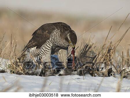 "Northern Goshawk (Accipiter gentilis) eating its prey, Bitburg, Rhineland-Palatinate, Germany, Europe" View Large Photo Image Stock Photo - "Northern Goshawk (Accipiter gentilis) eating its prey, Bitburg, Rhineland-Palatinate, Germany, Europe". Fotosearch
