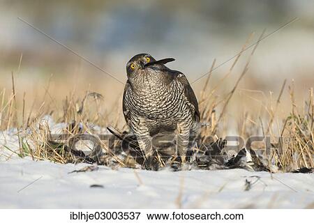 "Northern Goshawk (Accipiter gentilis) with its prey, Bitburg, Rhineland-Palatinate, Germany, Europe" View Large Photo Image Stock Photo - "Northern Goshawk (Accipiter gentilis) with its prey, Bitburg, Rhineland-Palatinate, Germany, Europe". Fotosearch
