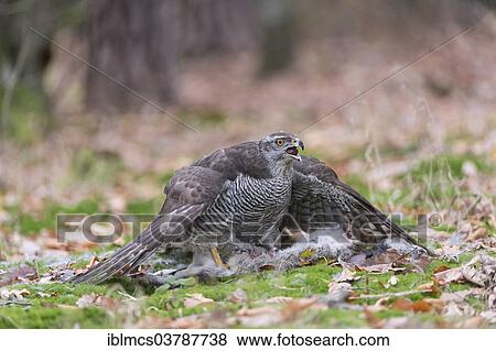 "Northern Goshawk (Accipiter gentilis) with prey, rabbit, Baden-Wurttemberg, Germany, Europe" View Large Photo Image Stock Photo - "Northern Goshawk (Accipiter gentilis) with prey, rabbit, Baden-Wurttemberg, Germany, Europe". Fotosearch