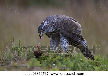 "Northern Goshawk (Accipiter gentilis) with a captured squirrel, Czech Republic, Europe" View Large Photo Image Stock Photo - "Northern Goshawk (Accipiter gentilis) with a captured squirrel, Czech Republic, Europe". Fotosearch