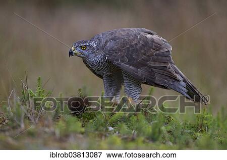 "Northern Goshawk (Accipiter gentilis) with a captured squirrel, Czech Republic, Europe" View Large Photo Image Stock Photo - "Northern Goshawk (Accipiter gentilis) with a captured squirrel, Czech Republic, Europe". Fotosearch