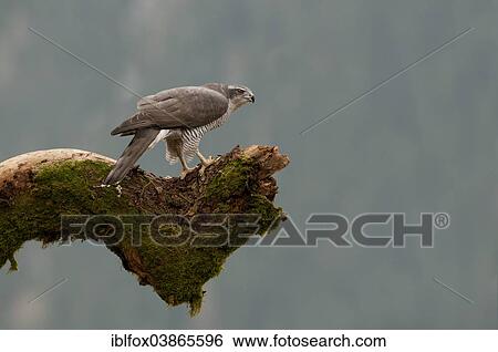 "Northern Goshawk (Accipiter gentilis), perched on a moss-covered tree stump, Tyrol, Austria, Europe" View Large Photo Image Stock Photograph - "Northern Goshawk (Accipiter gentilis), perched on a moss-covered tree stump, Tyrol, Austria, Europe". Fotosearch