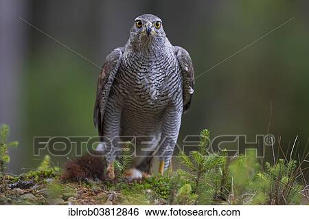 "Northern Goshawk (Accipiter gentilis) with a captured squirrel, Czech Republic, Europe" View Large Photo Image Stock Photograph - "Northern Goshawk (Accipiter gentilis) with a captured squirrel, Czech Republic, Europe". Fotosearch