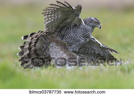 "Northern Goshawk (Accipiter gentilis) with prey, rabbit, Baden-Wurttemberg, Germany, Europe" View Large Photo Image Stock Photography - "Northern Goshawk (Accipiter gentilis) with prey, rabbit, Baden-Wurttemberg, Germany, Europe". Fotosearch