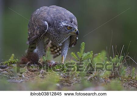 "Northern Goshawk (Accipiter gentilis) with a captured squirrel, Czech Republic, Europe" View Large Photo Image Stock Photography - "Northern Goshawk (Accipiter gentilis) with a captured squirrel, Czech Republic, Europe". Fotosearch