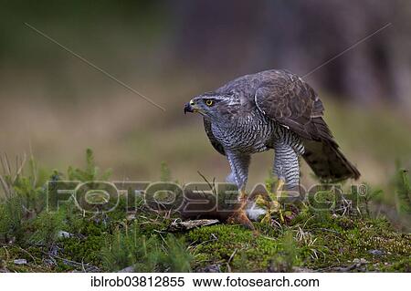 "Northern Goshawk (Accipiter gentilis) with a captured squirrel, Czech Republic, Europe" View Large Photo Image Stock Photography - "Northern Goshawk (Accipiter gentilis) with a captured squirrel, Czech Republic, Europe". Fotosearch