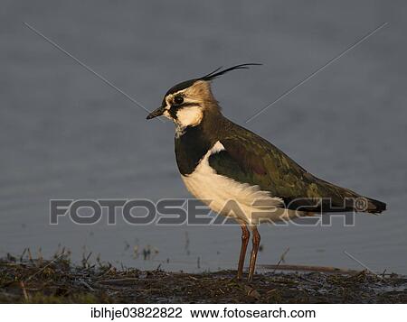 Stock Image - "Northern Lapwing or Peewit (Vanellus vanellus), Texel, North Holland, Netherlands". Fotosearch