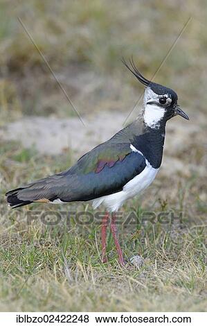 Northern Lapwing, Peewit or Green Plover (Vanellus vanellus), Texel, Wadden Islands, Netherlands, Holland, Europe View Large Photo Image Stock Photo - Northern Lapwing, Peewit or Green Plover (Vanellus vanellus), Texel, Wadden Islands, Netherlands, Holland, Europe. Fotosearch