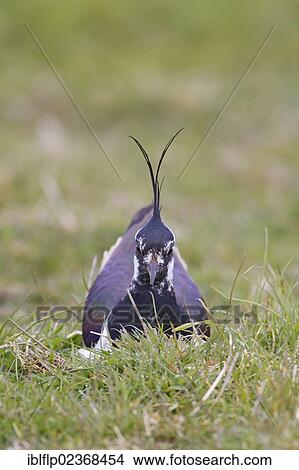 "Northern Lapwing (Vanellus vanellus), adult male, sitting on nest, incubating eggs, Suffolk, England, United Kingdom, Europe" View Large Photo Image Picture - "Northern Lapwing (Vanellus vanellus), adult male, sitting on nest, incubating eggs, Suffolk, England, United Kingdom, Europe". Fotosearch