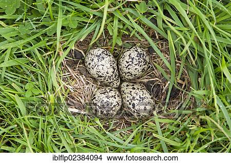 "Northern Lapwing (Vanellus vanellus), four eggs in nest, on grazing marsh, Suffolk, England, United Kingdom, Europe" View Large Photo Image Picture - "Northern Lapwing (Vanellus vanellus), four eggs in nest, on grazing marsh, Suffolk, England, United Kingdom, Europe". Fotosearch