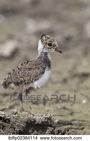 "Northern Lapwing (Vanellus vanellus), chick, thirteen-days old, standing on mud, Suffolk, England, United Kingdom, Europe" View Large Photo Image Picture - "Northern Lapwing (Vanellus vanellus), chick, thirteen-days old, standing on mud, Suffolk, England, United Kingdom, Europe". Fotosearch