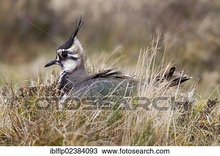"Northern Lapwing (Vanellus vanellus), adult female, sitting on nest in moorland, Berwickshire, Scottish Borders, Scotland, United Kingdom, Europe" View Large Photo Image Stock Image - "Northern Lapwing (Vanellus vanellus), adult female, sitting on nest in moorland, Berwickshire, Scottish Borders, Scotland, United Kingdom, Europe". Fotosearch