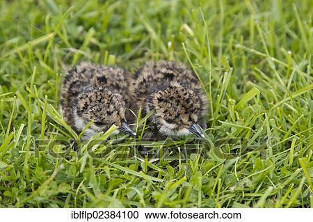 "Northern Lapwing (Vanellus vanellus), two chicks, newly hatched with egg tooth, crouching on grazing marsh, Suffolk, England, United Kingdom, Europe" View Large Photo Image Stock Image - "Northern Lapwing (Vanellus vanellus), two chicks, newly hatched with egg tooth, crouching on grazing marsh, Suffolk, England, United Kingdom, Europe". Fotosearch