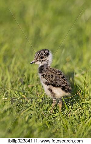 Stock Image - "Northern Lapwing (Vanellus vanellus), chick, four-days old, standing on grazing marsh, Suffolk, England, United Kingdom, Europe". Fotosearch