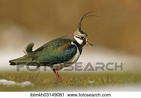 "Northern Lapwing (Vanellus vanellus), Helgoland, Schleswig-Holstein, Germany, Europe" View Large Photo Image Stock Image - "Northern Lapwing (Vanellus vanellus), Helgoland, Schleswig-Holstein, Germany, Europe". Fotosearch