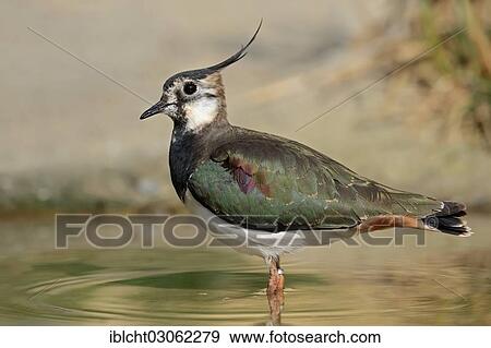 "Northern Lapwing (Vanellus vanellus), standing in water, North Rhine-Westphalia, Germany, Europe" View Large Photo Image Stock Photo - "Northern Lapwing (Vanellus vanellus), standing in water, North Rhine-Westphalia, Germany, Europe". Fotosearch
