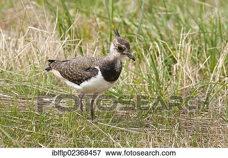 "Northern Lapwing (Vanellus vanellus), juvenile, standing in meadow, Isle of Sheppey, Kent, England, United Kingdom, Europe" View Large Photo Image Stock Photo - "Northern Lapwing (Vanellus vanellus), juvenile, standing in meadow, Isle of Sheppey, Kent, England, United Kingdom, Europe". Fotosearch