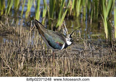 Stock Photo - "Northern Lapwing (Vanellus vanellus), adult male, summer plumage, displaying at edge of reedbed, Minsmere RSPB Reserve, Suffolk, England, United Kingdom, Europe". Fotosearch