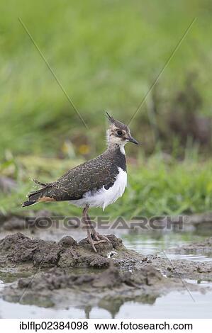 "Northern Lapwing (Vanellus vanellus), juvenile, standing at edge of water, Suffolk, England, United Kingdom, Europe" View Large Photo Image Stock Photo - "Northern Lapwing (Vanellus vanellus), juvenile, standing at edge of water, Suffolk, England, United Kingdom, Europe". Fotosearch