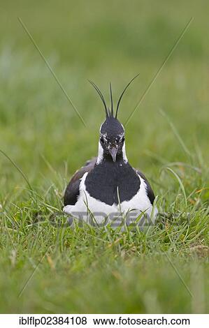 "Northern Lapwing (Vanellus vanellus), adult male, sitting on nest, incubating eggs, Suffolk, England, United Kingdom, Europe" View Large Photo Image Stock Photo - "Northern Lapwing (Vanellus vanellus), adult male, sitting on nest, incubating eggs, Suffolk, England, United Kingdom, Europe". Fotosearch