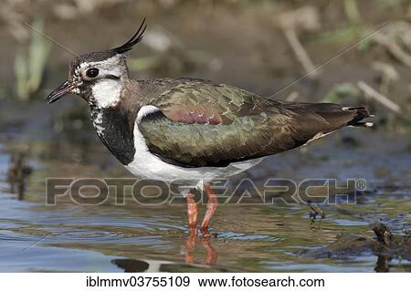 "Northern Lapwing (Vanellus vanellus) standing in water, Lower Saxony, Germany, Europe" View Large Photo Image Stock Photo - "Northern Lapwing (Vanellus vanellus) standing in water, Lower Saxony, Germany, Europe". Fotosearch
