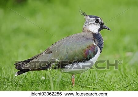 "Northern Lapwing (Vanellus vanellus), North Rhine-Westphalia, Germany, Europe" View Large Photo Image Stock Photograph - "Northern Lapwing (Vanellus vanellus), North Rhine-Westphalia, Germany, Europe". Fotosearch