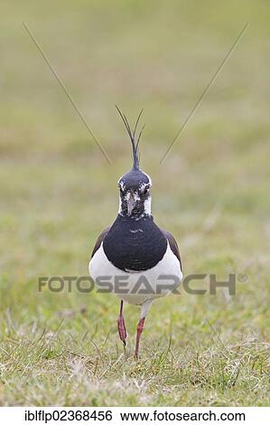"Northern Lapwing (Vanellus vanellus), adult male, walking on grass in field, Suffolk, England, United Kingdom, Europe" View Large Photo Image Stock Photograph - "Northern Lapwing (Vanellus vanellus), adult male, walking on grass in field, Suffolk, England, United Kingdom, Europe". Fotosearch