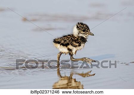 "Northern Lapwing (Vanellus vanellus) chick, walking in shallow water, Midlands, England, United Kingdom, Europe" View Large Photo Image Stock Photograph - "Northern Lapwing (Vanellus vanellus) chick, walking in shallow water, Midlands, England, United Kingdom, Europe". Fotosearch