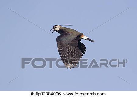 "Northern Lapwing (Vanellus vanellus), adult male, calling in flight, Suffolk, England, United Kingdom, Europe" View Large Photo Image Stock Photograph - "Northern Lapwing (Vanellus vanellus), adult male, calling in flight, Suffolk, England, United Kingdom, Europe". Fotosearch