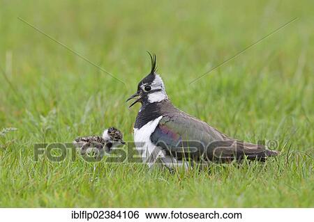 Stock Photograph - "Northern Lapwing (Vanellus vanellus), adult female, calling to newly hatched chick, Suffolk, England, United Kingdom, Europe". Fotosearch
