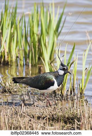 "Northern Lapwing (Vanellus vanellus), adult male, summer plumage, walking at edge of reedbed, Minsmere RSPB Reserve, Suffolk, England, United Kingdom, Europe" View Large Photo Image Stock Photography - "Northern Lapwing (Vanellus vanellus), adult male, summer plumage, walking at edge of reedbed, Minsmere RSPB Reserve, Suffolk, England, United Kingdom, Europe". Fotosearch