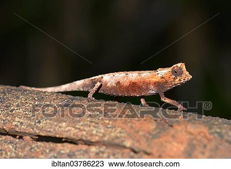"Northern leaf chameleon (Brookesia ebenaui), Ankarana National Park, Madagascar, Africa" View Large Photo Image Stock Image - "Northern leaf chameleon (Brookesia ebenaui), Ankarana National Park, Madagascar, Africa". Fotosearch