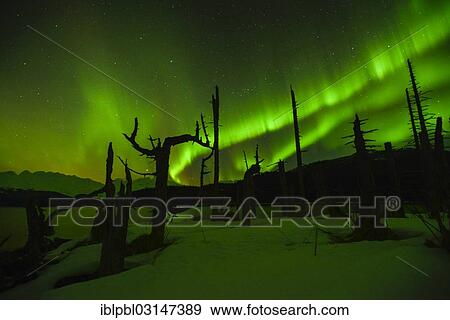 "Northern lights, Aurora Borealis, College Fjord, Prince William Sound, Alaska, Anchorage, Alaska, United States, North America" View Large Photo Image Stock Photo - "Northern lights, Aurora Borealis, College Fjord, Prince William Sound, Alaska, Anchorage, Alaska, United States, North America". Fotosearch