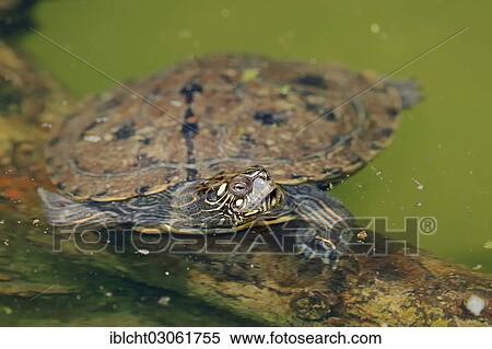 "Northern Map Turtle (Graptemys geographica), native to North America, captive, North Rhine-Westphalia, Germany, Europe" View Large Photo Image Stock Photography - "Northern Map Turtle (Graptemys geographica), native to North America, captive, North Rhine-Westphalia, Germany, Europe". Fotosearch