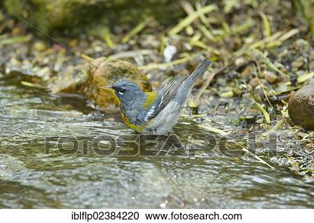 "Northern Parula (Parula americana), adult male, bathing, South Padre Island, Texas, United States, North America" View Large Photo Image Stock Image - "Northern Parula (Parula americana), adult male, bathing, South Padre Island, Texas, United States, North America". Fotosearch