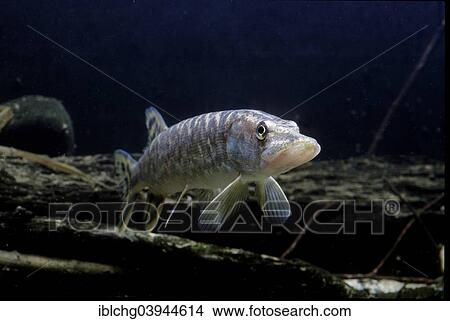 "Northern Pike (Esox lucius), captive, France, Europe" View Large Photo Image Picture - "Northern Pike (Esox lucius), captive, France, Europe". Fotosearch