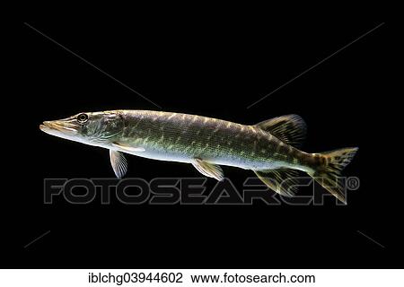 "Northern Pike (Esox lucius), captive, France, Europe" View Large Photo Image Stock Image - "Northern Pike (Esox lucius), captive, France, Europe". Fotosearch