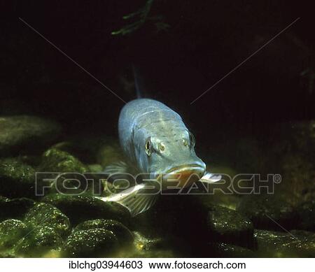 Stock Image - "Northern Pike (Esox lucius), captive, France, Europe". Fotosearch