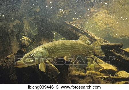 Stock Image - "Northern Pike (Esox lucius), captive, France, Europe". Fotosearch