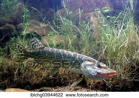 "Northern Pike (Esox lucius), captive, France, Europe" View Large Photo Image Stock Image - "Northern Pike (Esox lucius), captive, France, Europe". Fotosearch