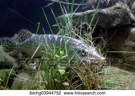 "Northern Pike (Esox lucius), captive, France, Europe" View Large Photo Image Stock Image - "Northern Pike (Esox lucius), captive, France, Europe". Fotosearch
