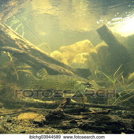 "Northern Pike (Esox lucius), captive, France, Europe" View Large Photo Image Stock Photo - "Northern Pike (Esox lucius), captive, France, Europe". Fotosearch