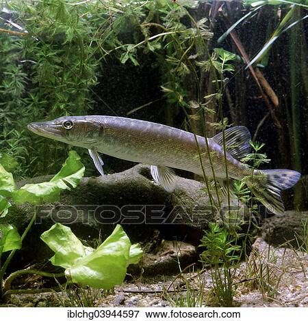 "Northern Pike (Esox lucius), captive, France, Europe" View Large Photo Image Stock Photo - "Northern Pike (Esox lucius), captive, France, Europe". Fotosearch
