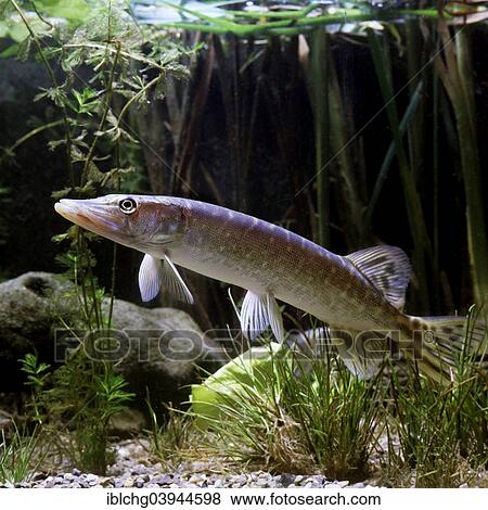 Stock Photo - "Northern Pike (Esox lucius), captive, France, Europe". Fotosearch